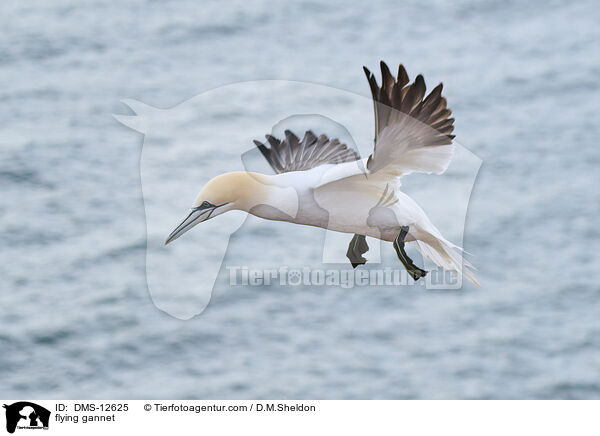 flying gannet / DMS-12625