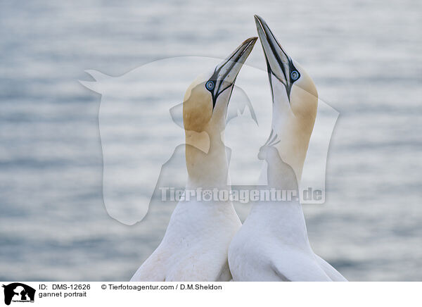 Basstlpel Portrait / gannet portrait / DMS-12626