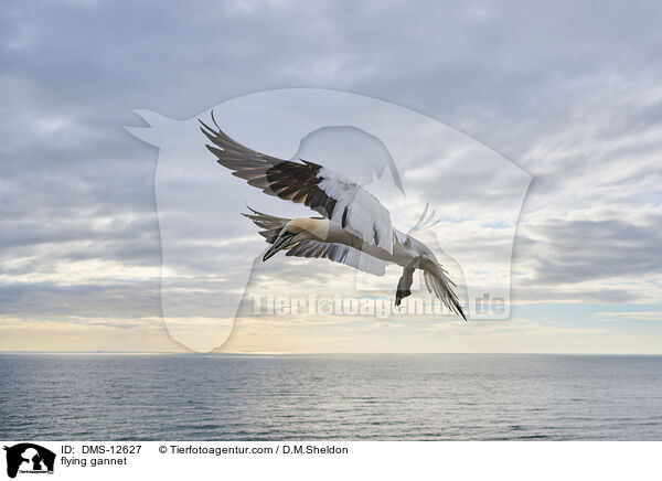 fliegender Basstlpel / flying gannet / DMS-12627