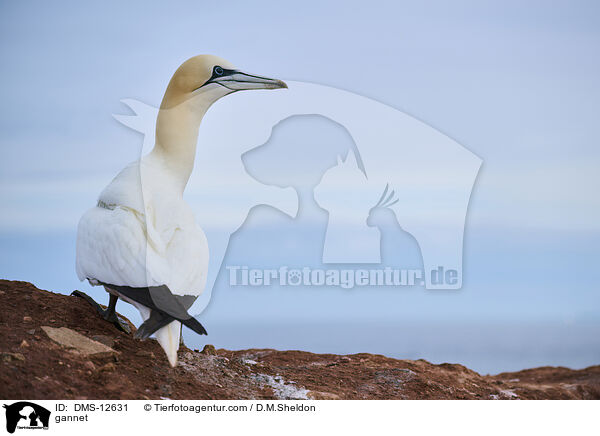 Basstlpel / gannet / DMS-12631