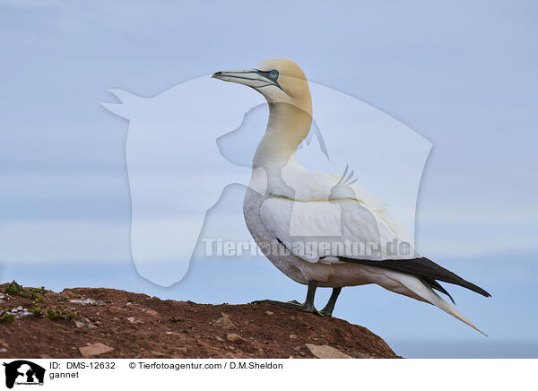 gannet / DMS-12632