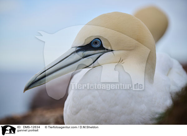 gannet portrait / DMS-12634