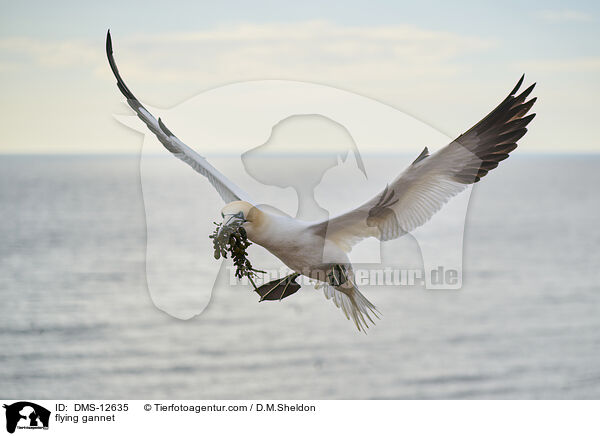 fliegender Basstölpel / flying gannet / DMS-12635