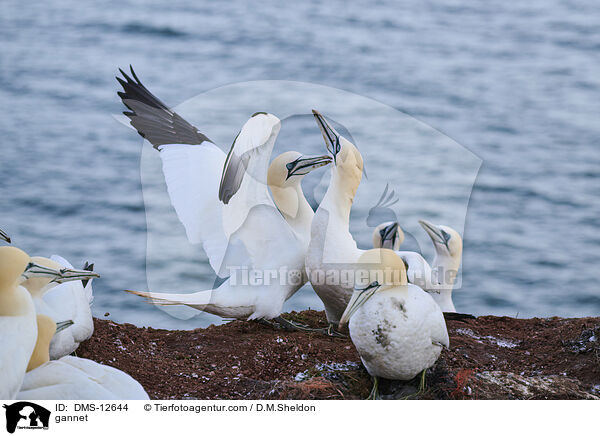 gannet / DMS-12644