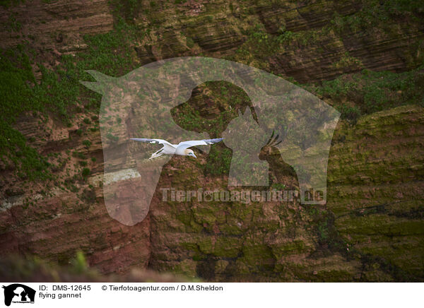 flying gannet / DMS-12645