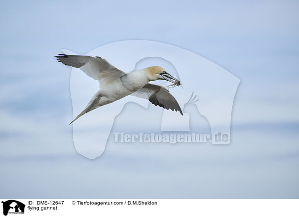 fliegender Basstlpel / flying gannet / DMS-12647