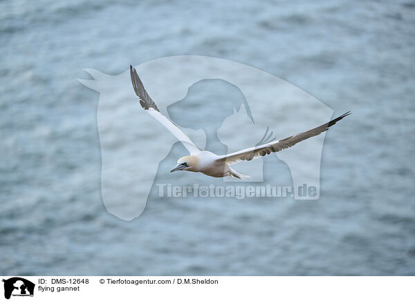 fliegender Basstlpel / flying gannet / DMS-12648