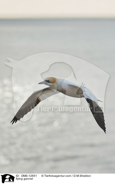 fliegender Basstlpel / flying gannet / DMS-12651
