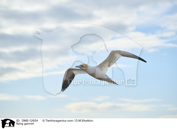 fliegender Basstlpel / flying gannet / DMS-12654
