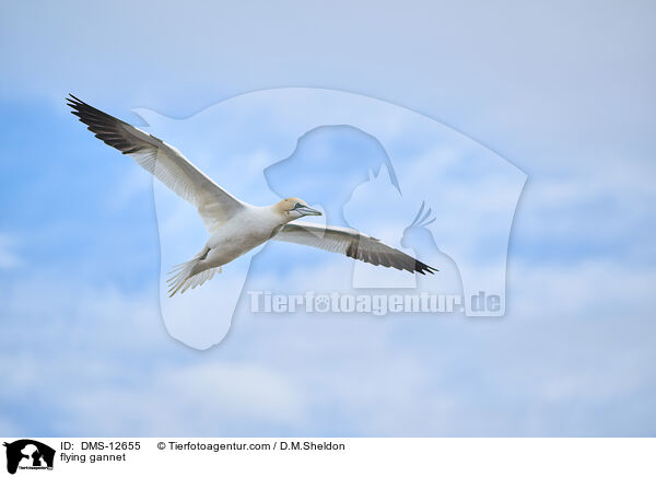 fliegender Basstlpel / flying gannet / DMS-12655