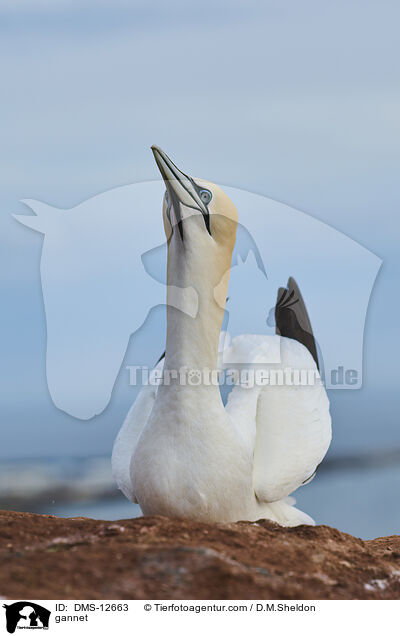 Basstlpel / gannet / DMS-12663