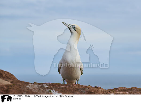 Basstlpel / gannet / DMS-12664