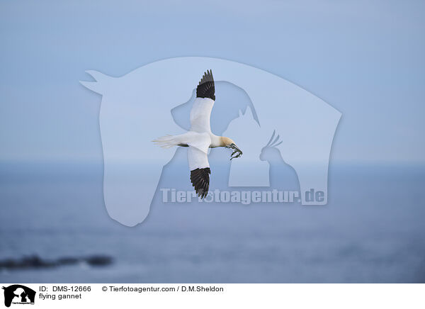fliegender Basstlpel / flying gannet / DMS-12666