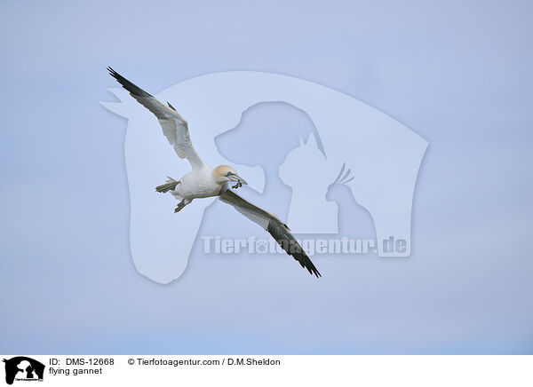fliegender Basstlpel / flying gannet / DMS-12668