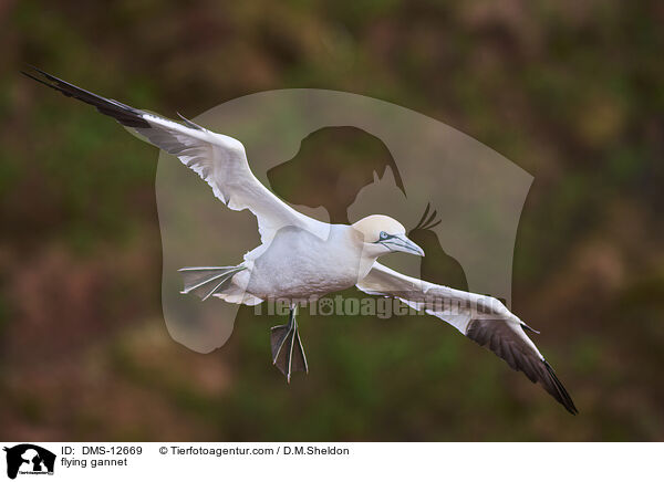 fliegender Basstlpel / flying gannet / DMS-12669