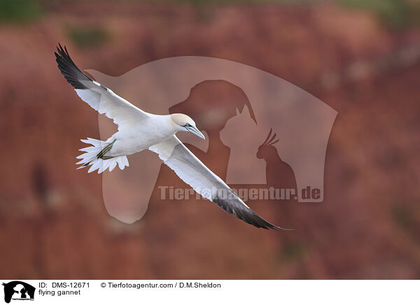 fliegender Basstlpel / flying gannet / DMS-12671