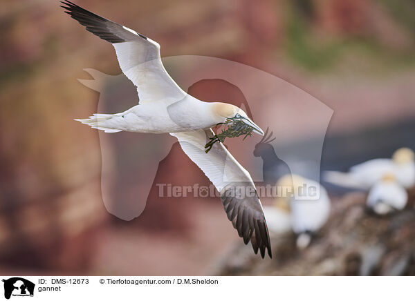 Basstlpel / gannet / DMS-12673