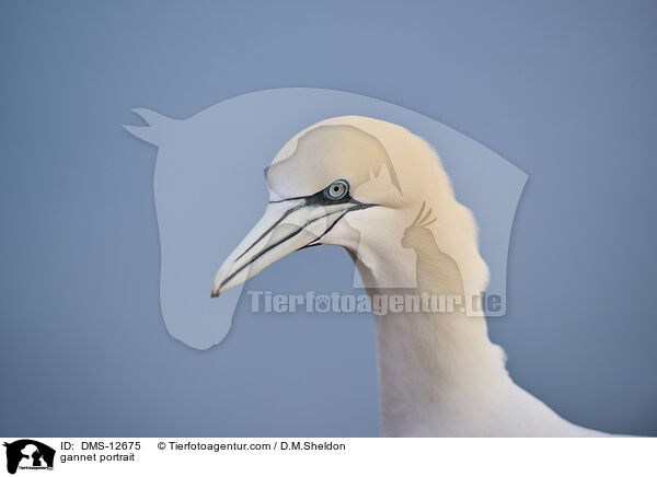 Basstlpel Portrait / gannet portrait / DMS-12675