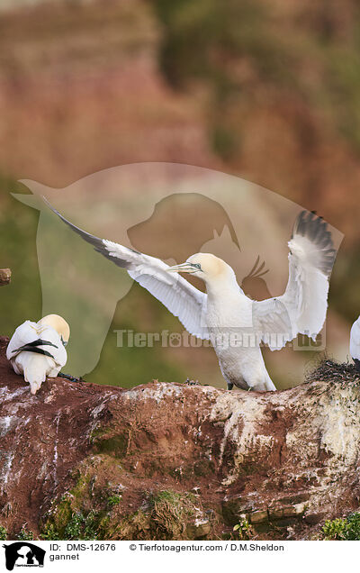 Basstlpel / gannet / DMS-12676