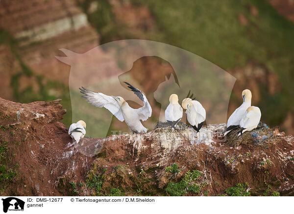 Basstlpel / gannet / DMS-12677