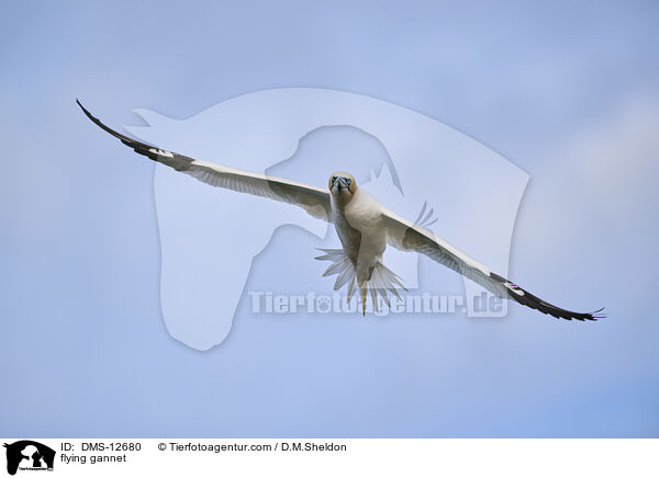 fliegender Basstlpel / flying gannet / DMS-12680