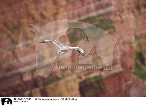 fliegender Basstlpel / flying gannet / DMS-12681