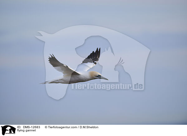 fliegender Basstlpel / flying gannet / DMS-12683