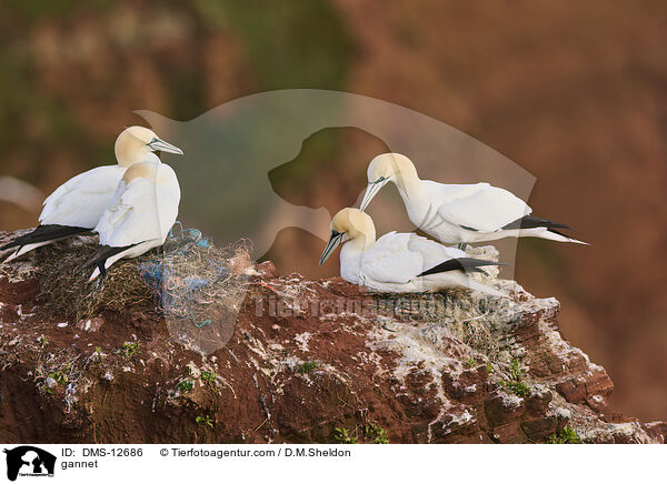 Basstlpel / gannet / DMS-12686