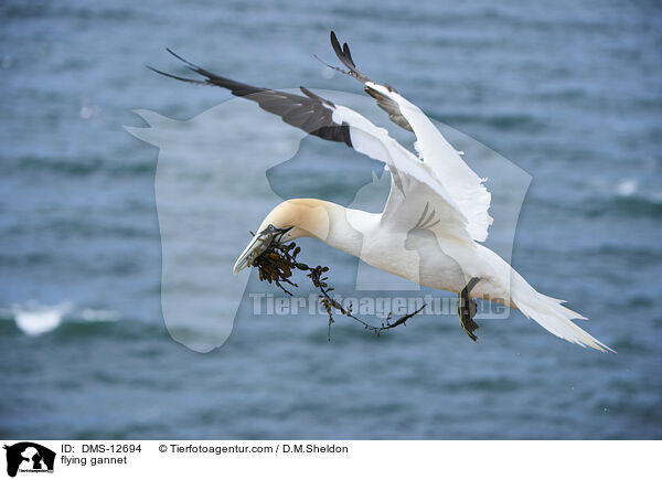 fliegender Basstlpel / flying gannet / DMS-12694