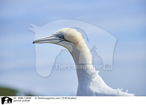 Basstlpel Portrait / gannet portrait / DMS-12696