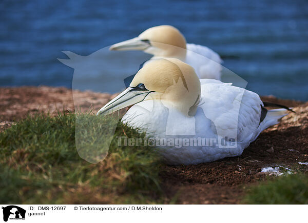 gannet / DMS-12697