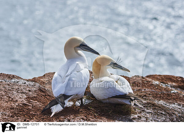 Basstlpel / gannet / DMS-12701