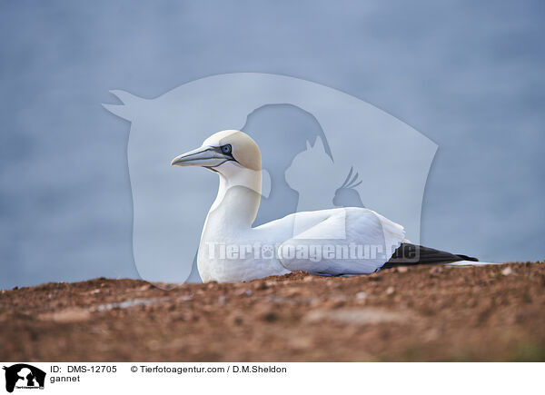 Basstlpel / gannet / DMS-12705