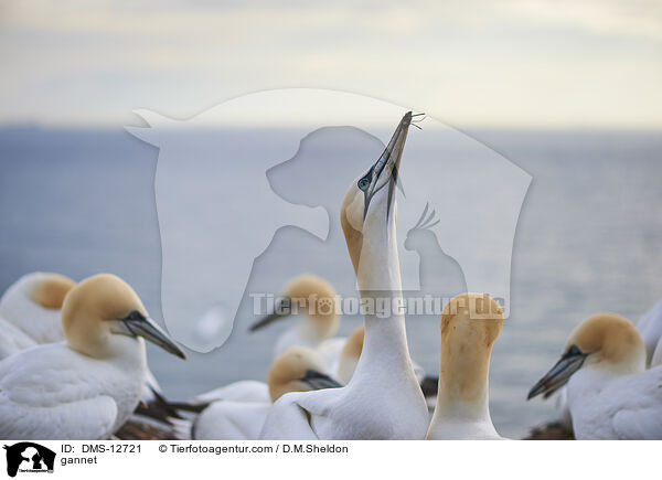 Basstlpel / gannet / DMS-12721
