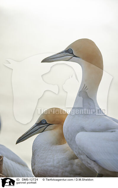 Basstlpel Portrait / gannet portrait / DMS-12724