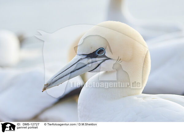 Basstlpel Portrait / gannet portrait / DMS-12727