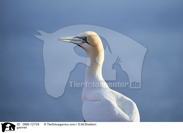 Basstlpel / gannet / DMS-12729