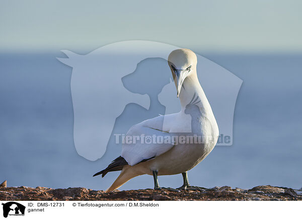 Basstlpel / gannet / DMS-12731