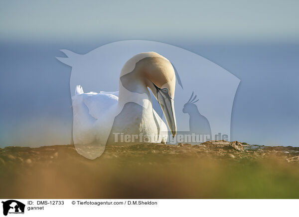 Basstlpel / gannet / DMS-12733