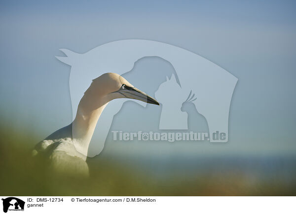 Basstlpel / gannet / DMS-12734