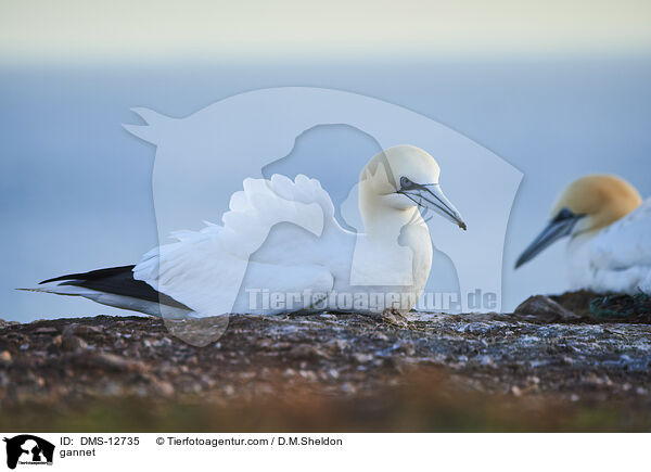 Basstlpel / gannet / DMS-12735