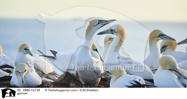 Basstlpel / gannet / DMS-12738