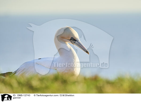 Basstlpel / gannet / DMS-12743