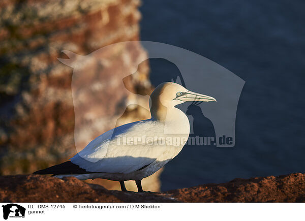 Basstlpel / gannet / DMS-12745