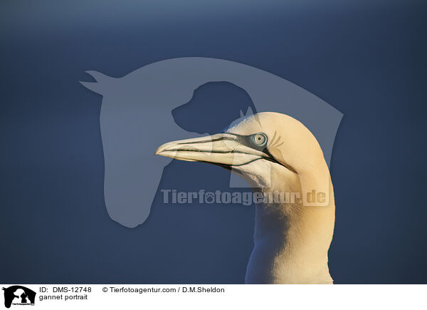 Basstlpel Portrait / gannet portrait / DMS-12748