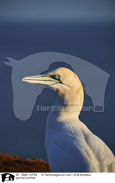 Basstlpel Portrait / gannet portrait / DMS-12749