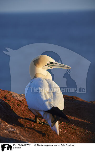 Basstlpel / gannet / DMS-12752