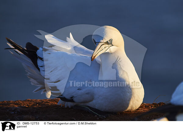 Basstlpel / gannet / DMS-12753