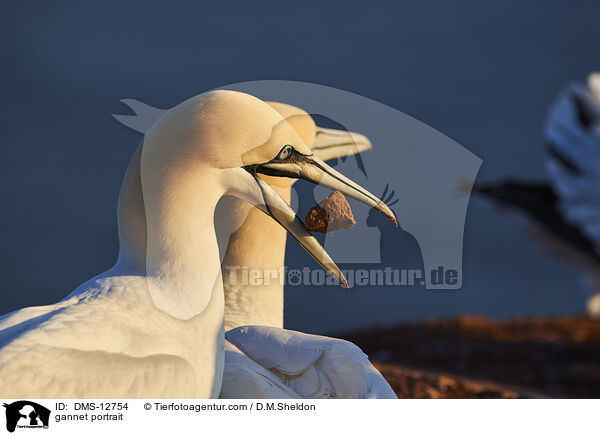 Basstlpel Portrait / gannet portrait / DMS-12754