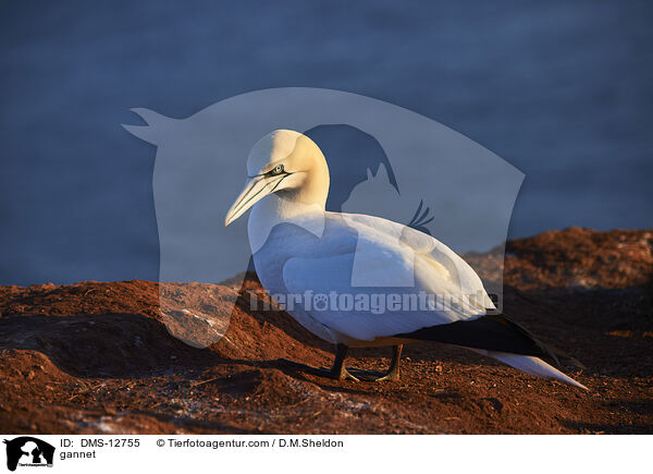 Basstlpel / gannet / DMS-12755